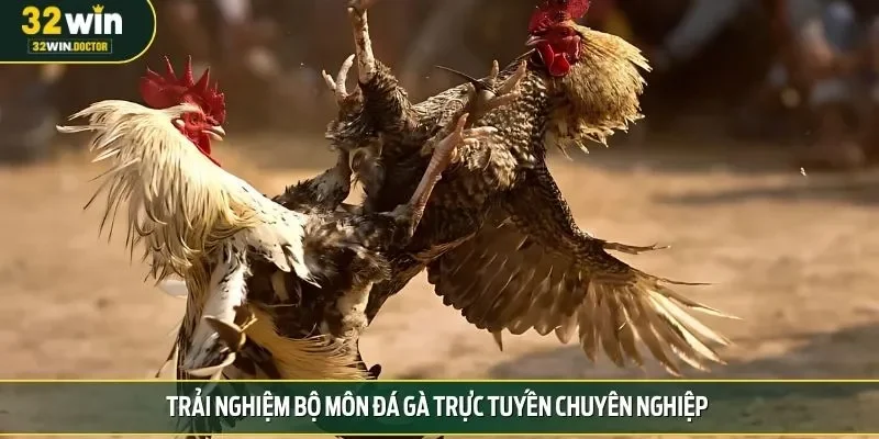 Trải nghiệm bộ môn đá gà trực tuyến chuyên nghiệp